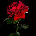 rote Rose