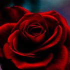 Rote Rose