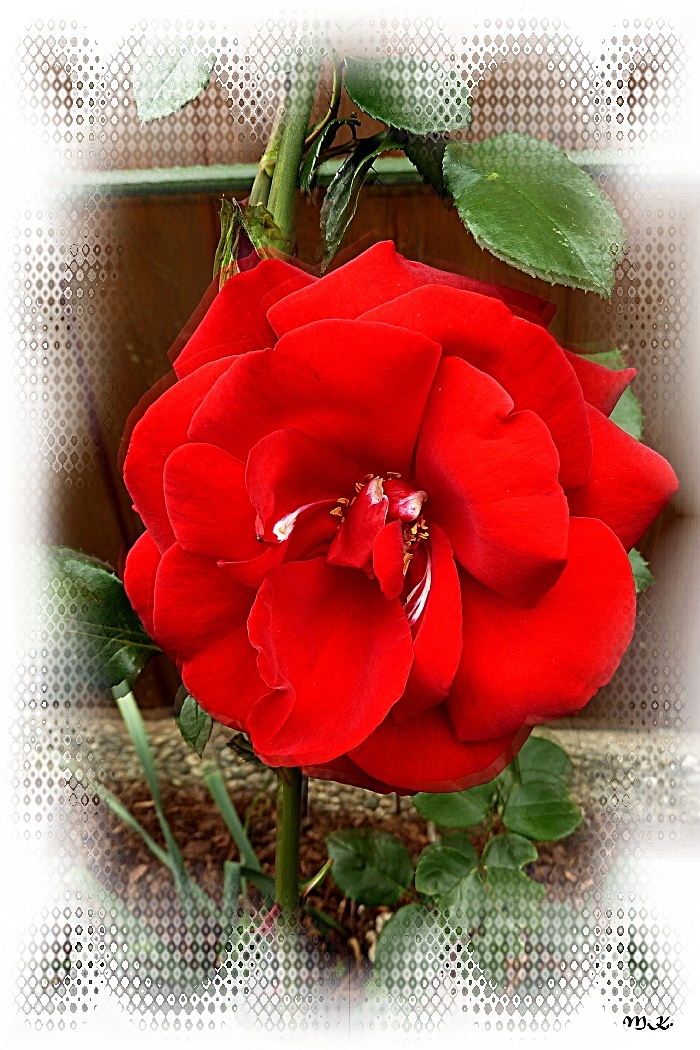 Rote Rose