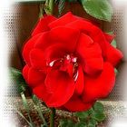 Rote Rose