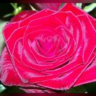 Rote Rose