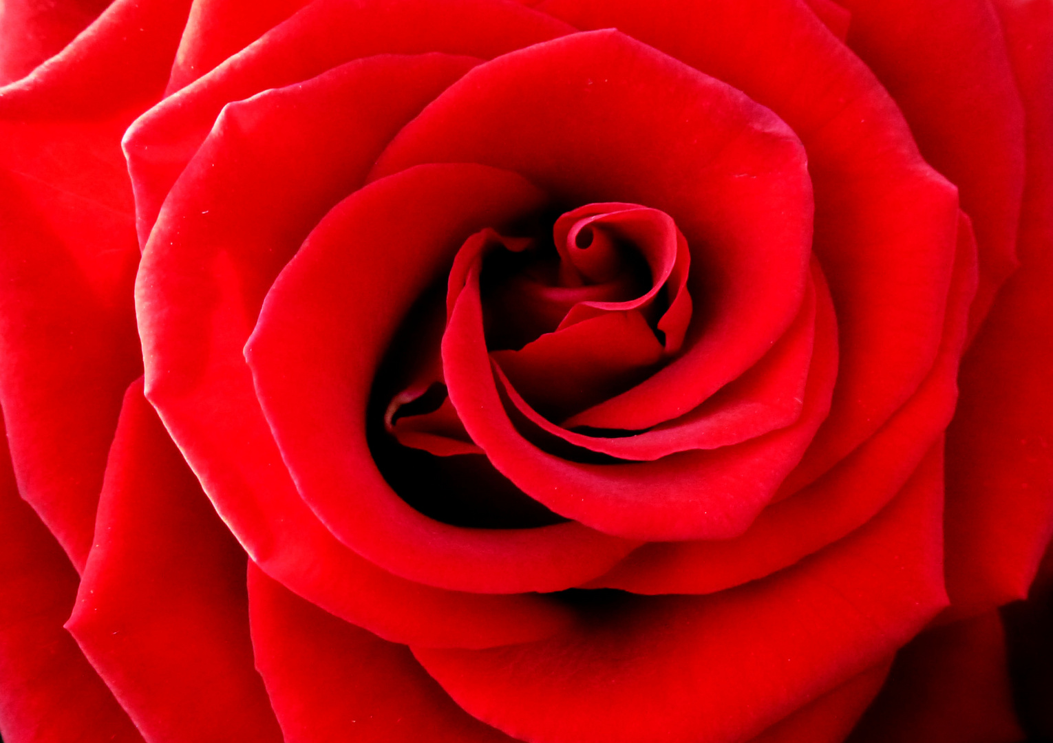 rote Rose