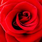 rote Rose