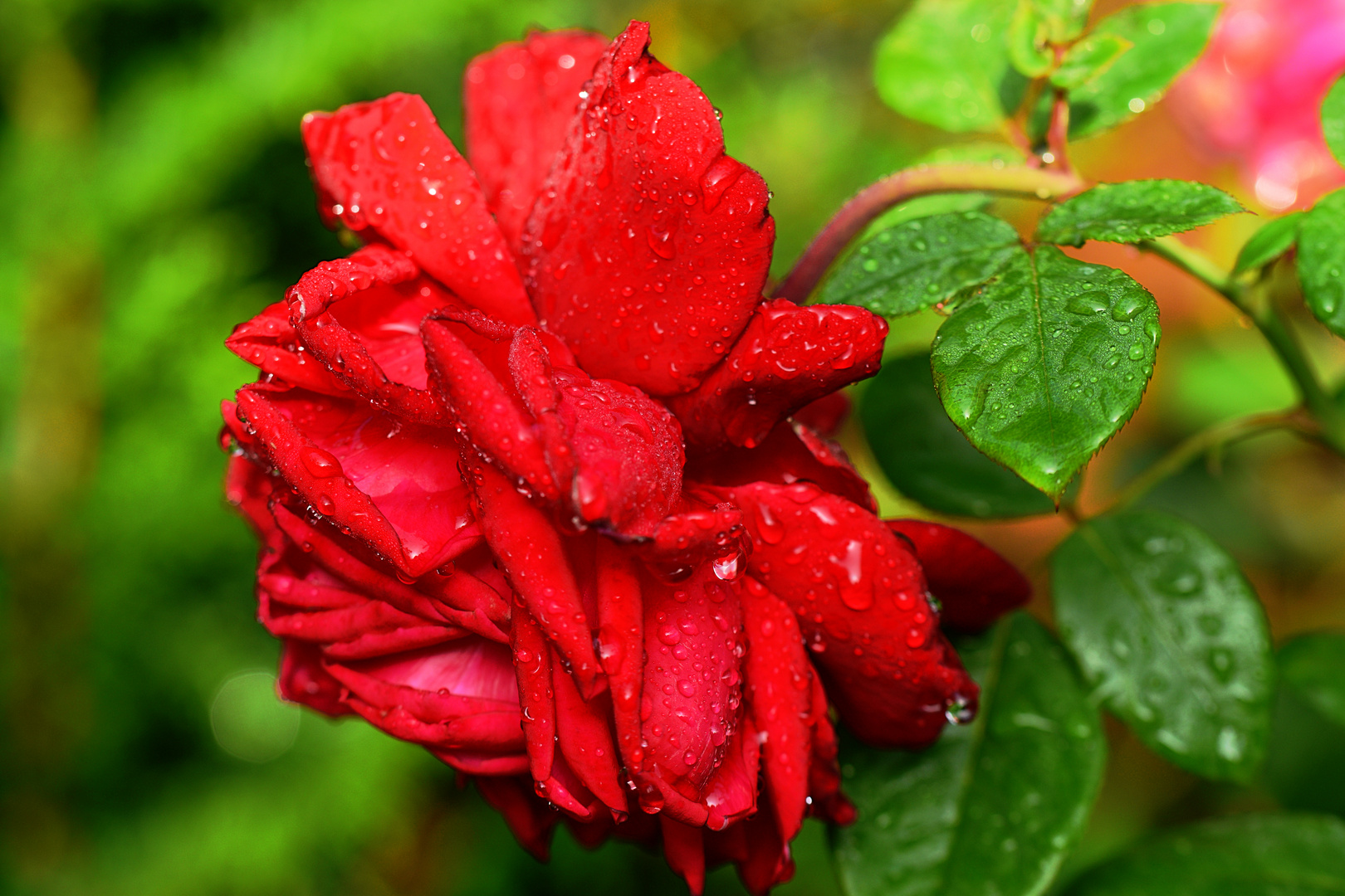 Rote Rose