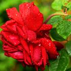 Rote Rose