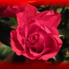 Rote Rose