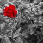 rote Rose