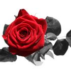 rote Rose, Colour Key
