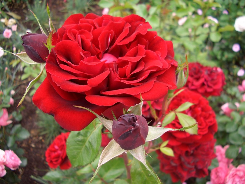 Rote Rose