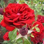 Rote Rose