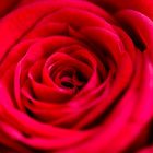 rote Rose