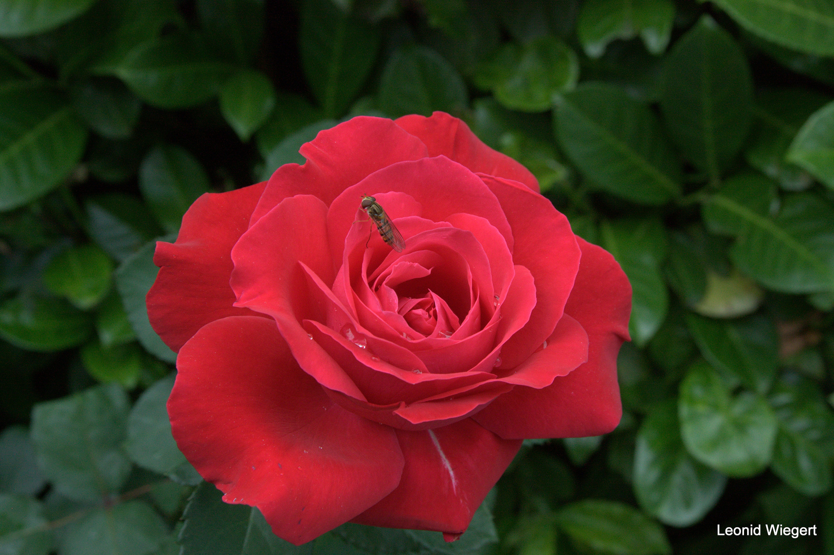 Rote Rose