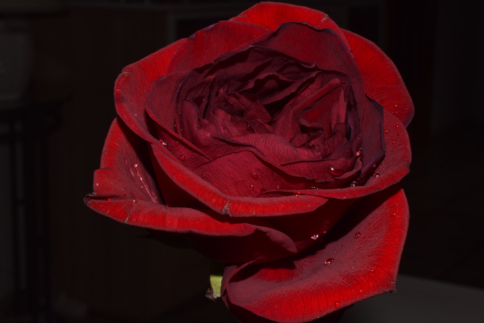 Rote Rose