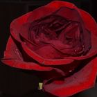 Rote Rose