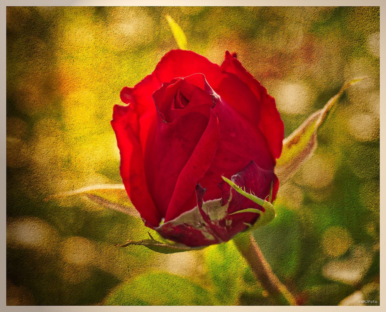 Rote Rose