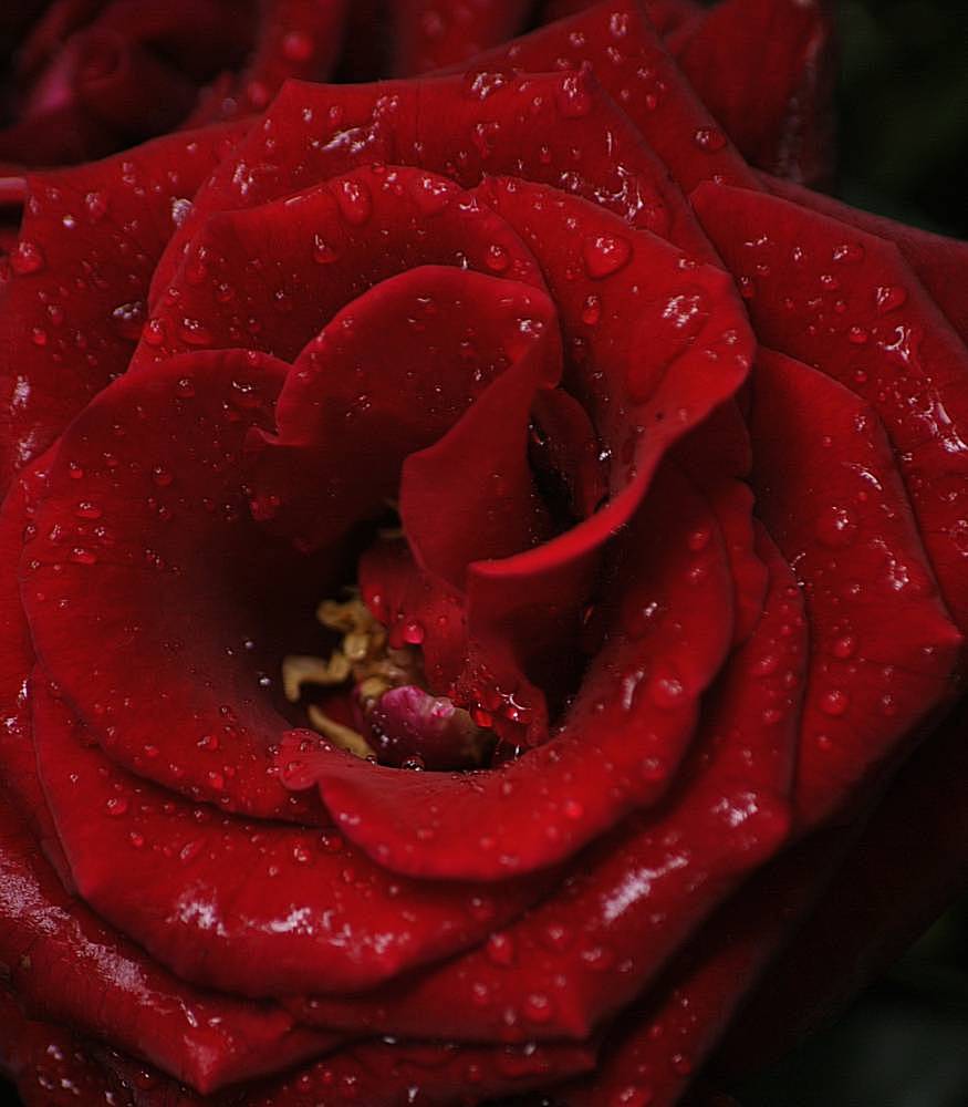 Rote Rose.....
