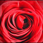 rote rose