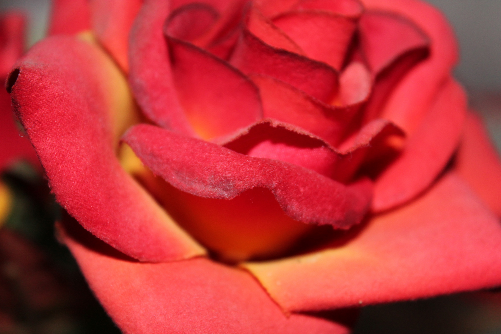 Rote Rose