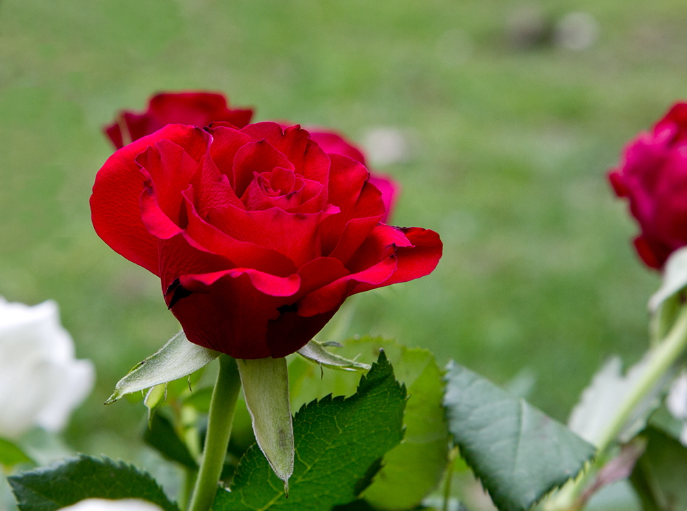 rote rose