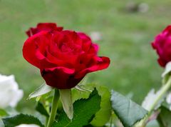 rote rose