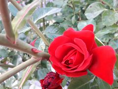 rote Rose