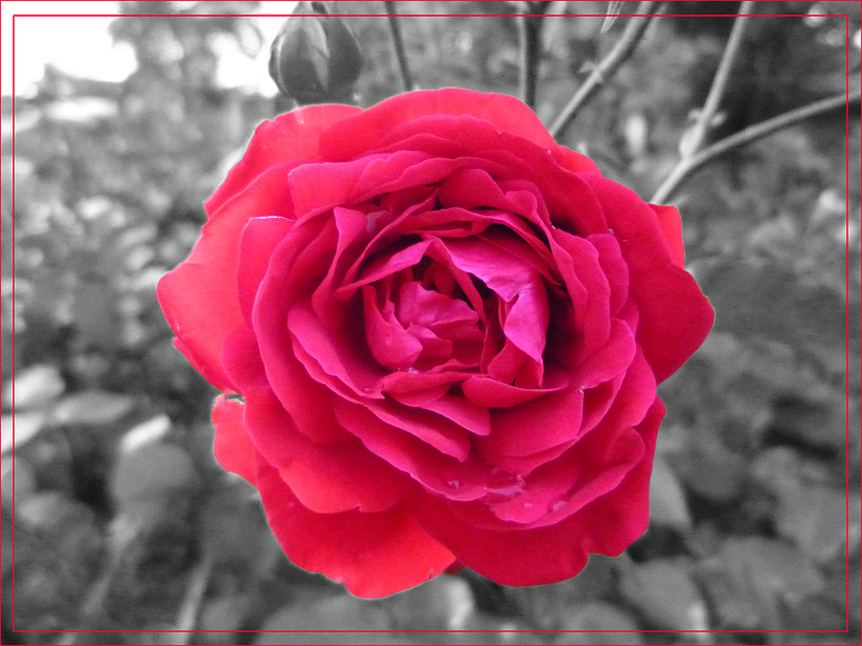 Rote Rose