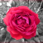 Rote Rose