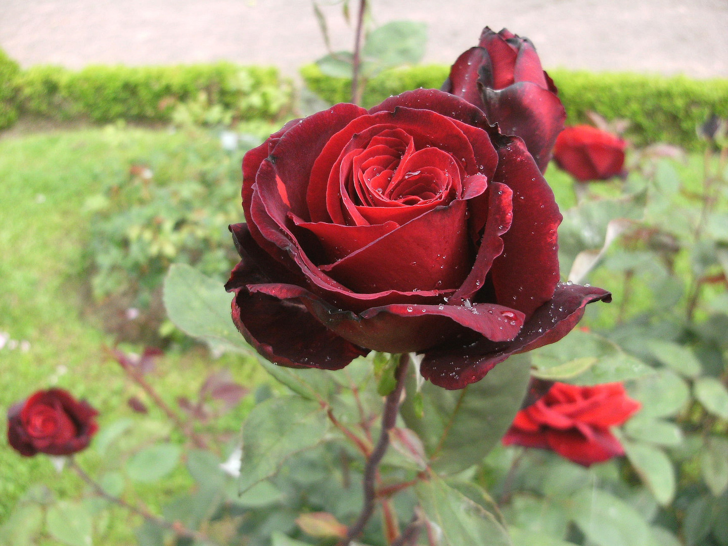 rote Rose