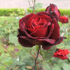 rote Rose