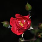 Rote Rose der Moderne