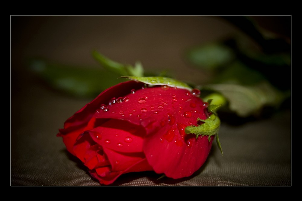 Rote Rose