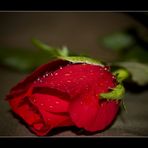 Rote Rose