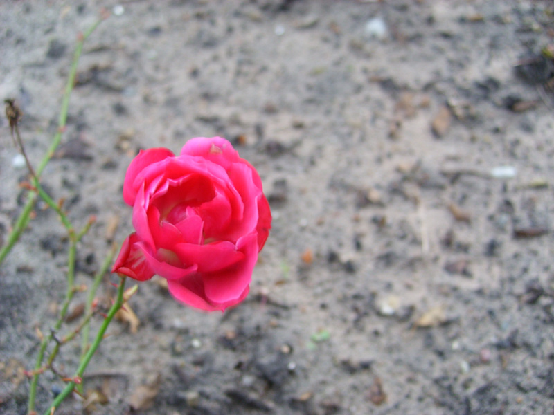 Rote Rose