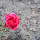 Rote Rose