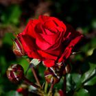 #...Rote Rose.......#