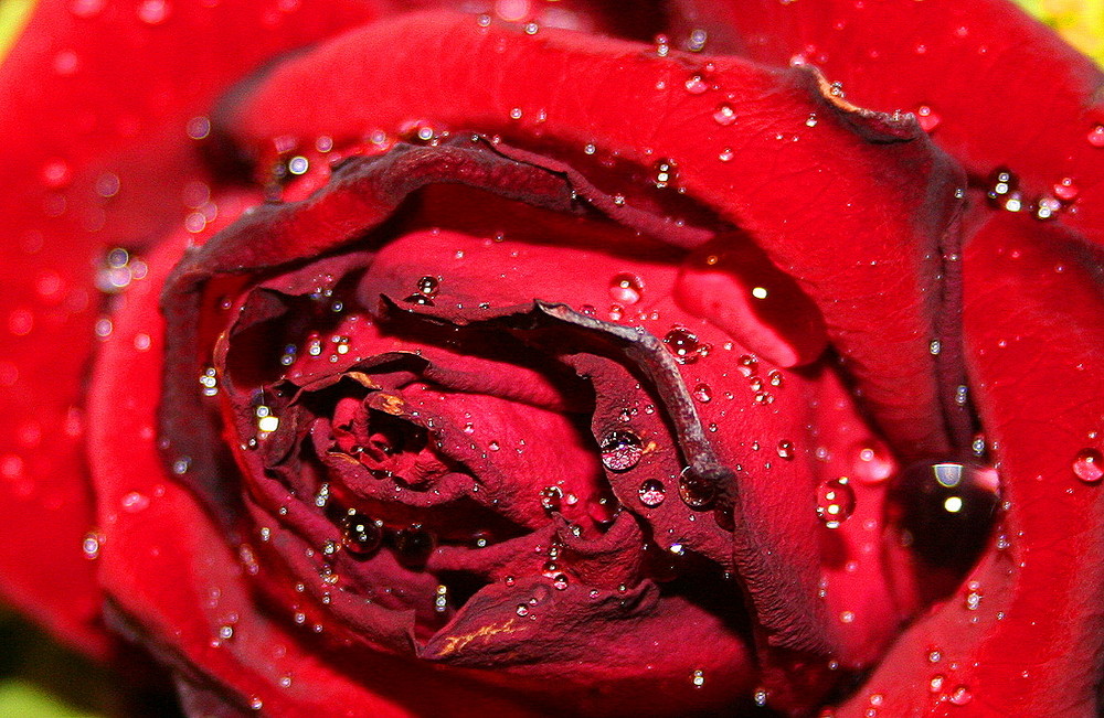 rote Rose