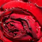 rote Rose