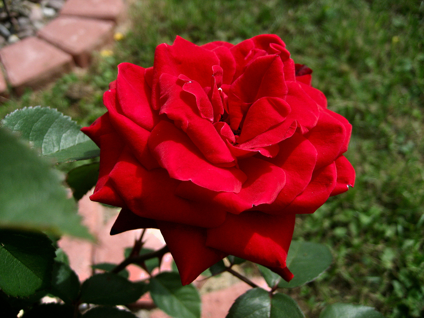 Rote Rose