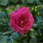 Rote Rose 