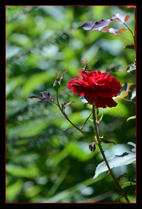 Rote Rose