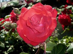 Rote Rose