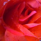 Rote Rose