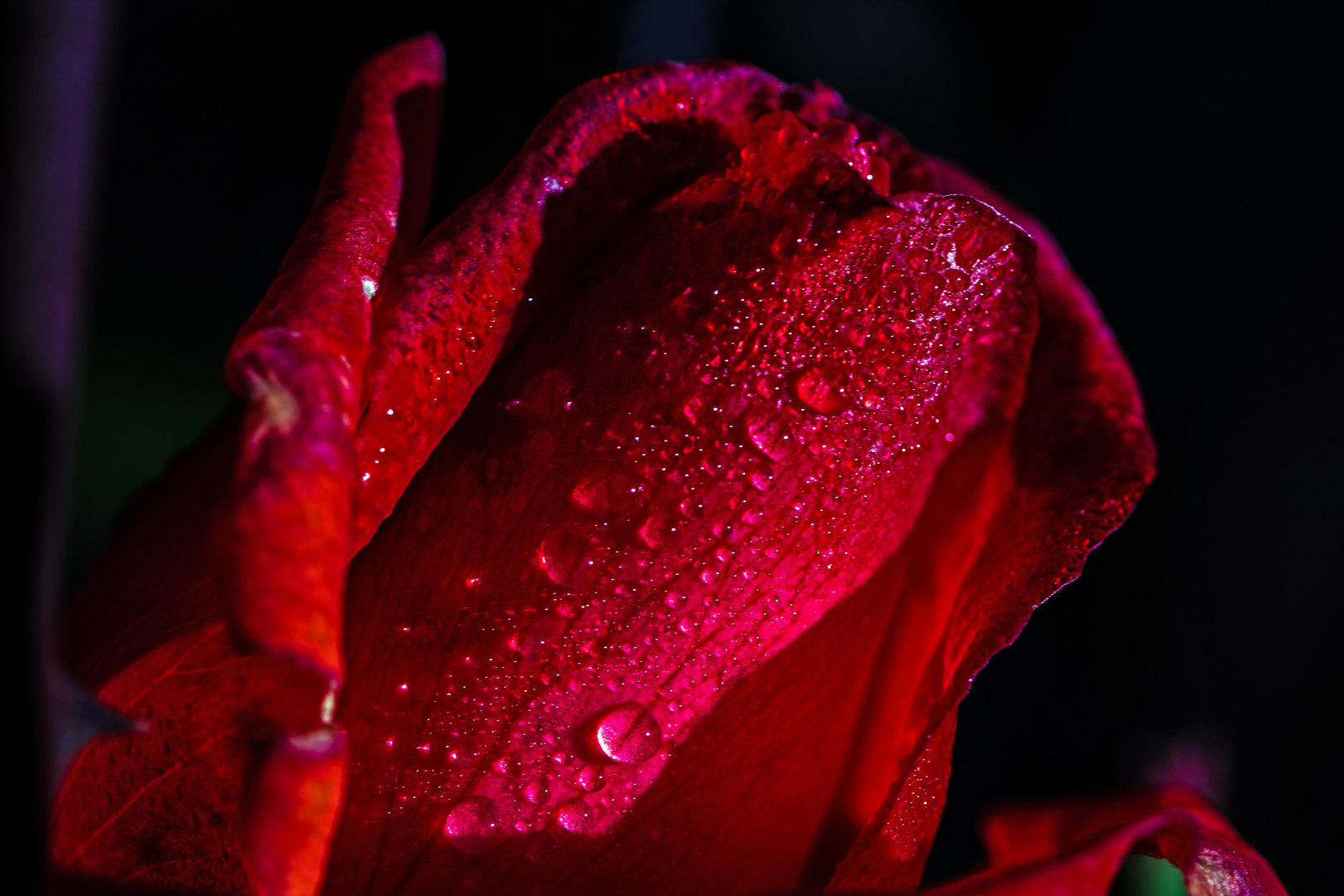 Rote Rose