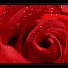 Rote Rose - Ein Makroversuch