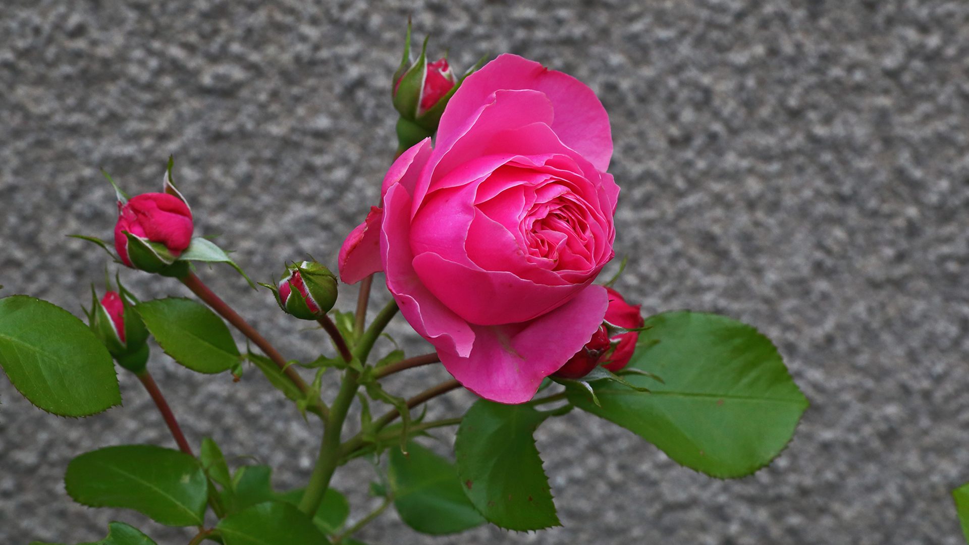 Rote Rose Ende Mai...und es fehlen ihr nur 2 Wochen an einem Jahr ...