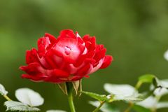 Rote Rose, etwas gelöchert.... ;)
