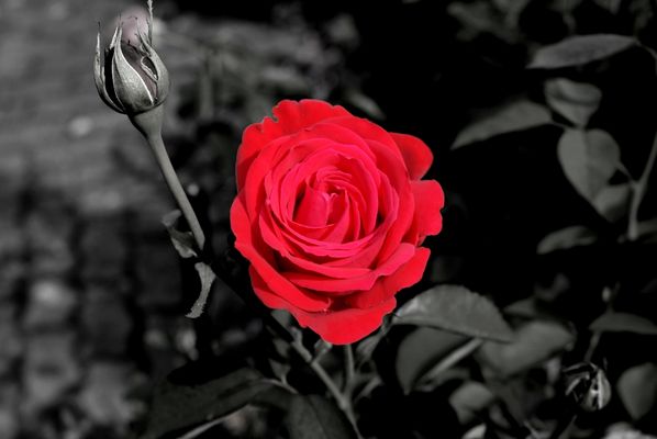 Rote fahnen aus christian