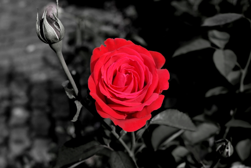 Bild Rote Rosen