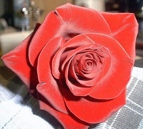 rote rose