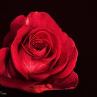 Rote Rose